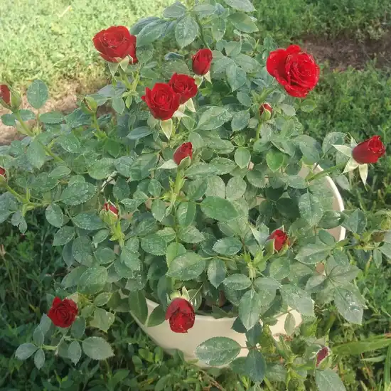 Roşu închis - trandafiri miniatur - pitici